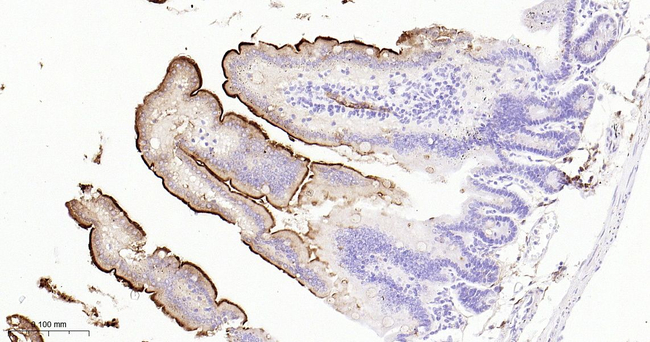 CD203c Antibody in Immunohistochemistry (Paraffin) (IHC (P))