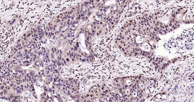 Phospho-p38 MAPK alpha (Thr180, Tyr182) Antibody in Immunohistochemistry (Paraffin) (IHC (P))