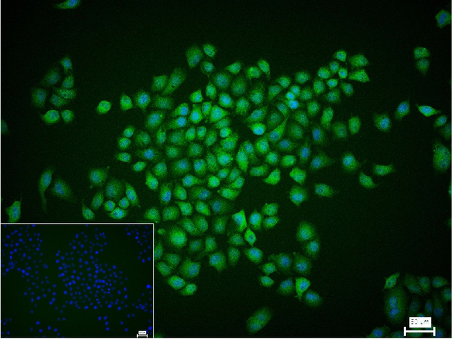 p38 MAPK alpha Antibody in Immunocytochemistry (ICC/IF)
