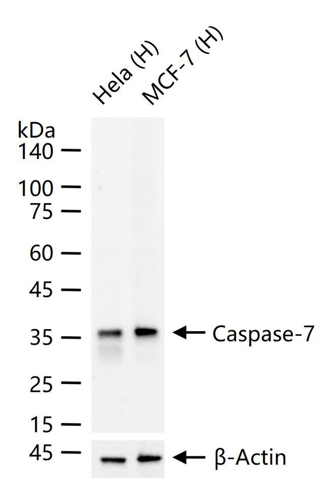 Caspase 7 Antibody in Western Blot (WB)