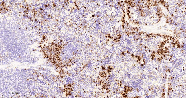 Myeloperoxidase Antibody in Immunohistochemistry (Paraffin) (IHC (P))