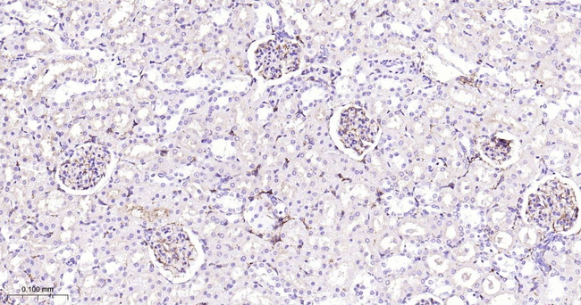 Nestin Antibody in Immunohistochemistry (Paraffin) (IHC (P))