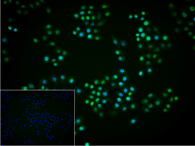 c-Myc Antibody in Immunocytochemistry (ICC/IF)