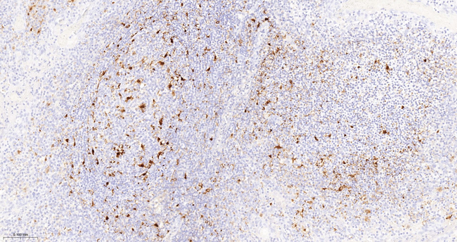 IL-18 Antibody in Immunohistochemistry (Paraffin) (IHC (P))