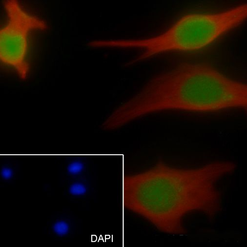 EZH2 Antibody in Immunocytochemistry (ICC/IF)