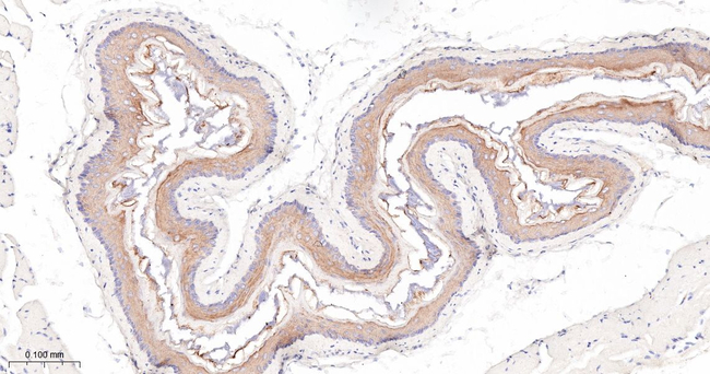 Cytokeratin 4 Antibody in Immunohistochemistry (Paraffin) (IHC (P))