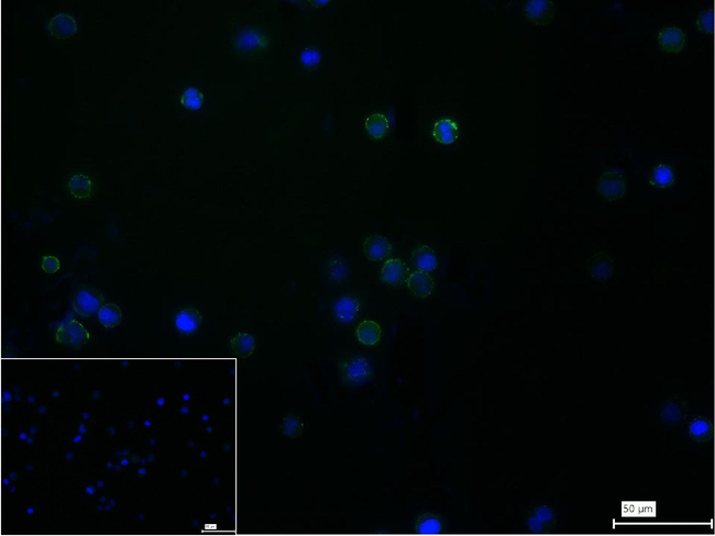 ICOS Antibody in Immunocytochemistry (ICC/IF)