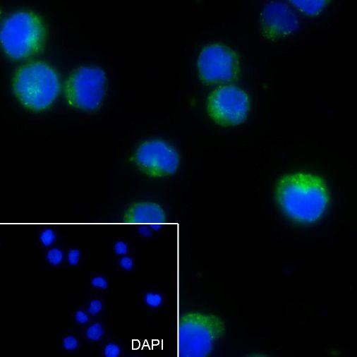 CD22 Antibody in Immunocytochemistry (ICC/IF)