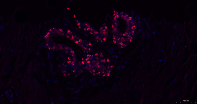 SOX10 Antibody in Immunohistochemistry (Paraffin) (IHC (P))