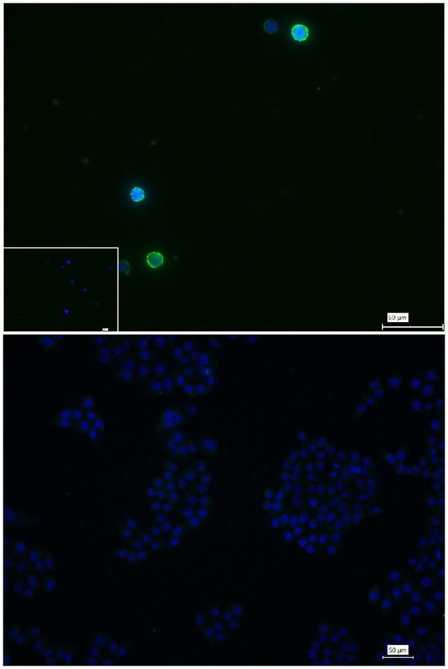 CD79b Antibody in Immunocytochemistry (ICC/IF)