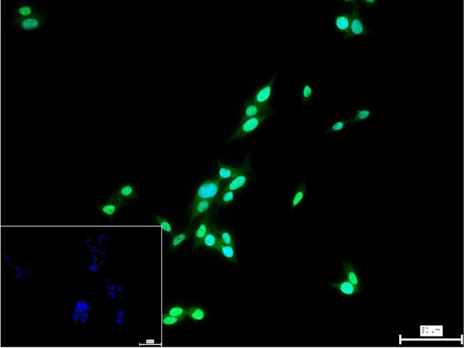 Nkx2.1 Antibody in Immunocytochemistry (ICC/IF)