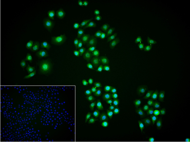 HDAC3 Antibody in Immunocytochemistry (ICC/IF)