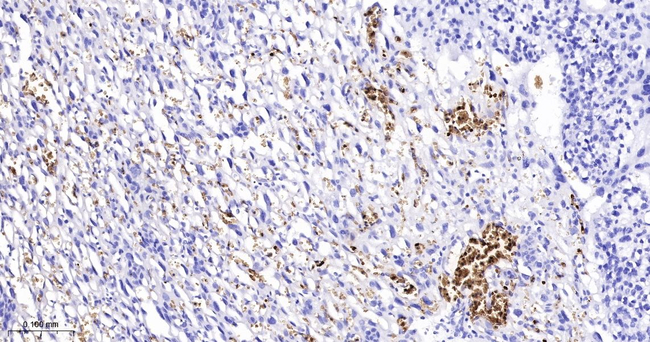 Hemoglobin alpha-1 Antibody in Immunohistochemistry (Paraffin) (IHC (P))