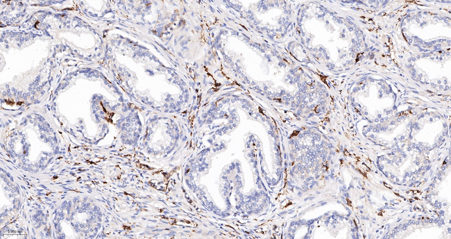 HLA-DPB1 Antibody in Immunohistochemistry (Paraffin) (IHC (P))