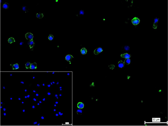 CD134 Antibody in Immunocytochemistry (ICC/IF)