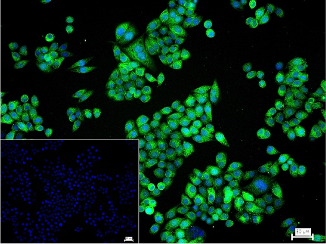 Stathmin 1 Antibody in Immunocytochemistry (ICC/IF)