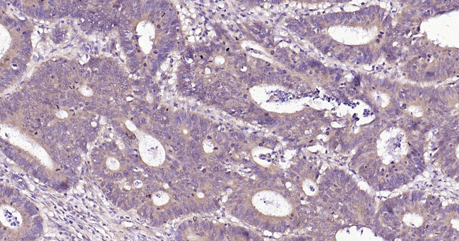 PDI Antibody in Immunohistochemistry (Paraffin) (IHC (P))