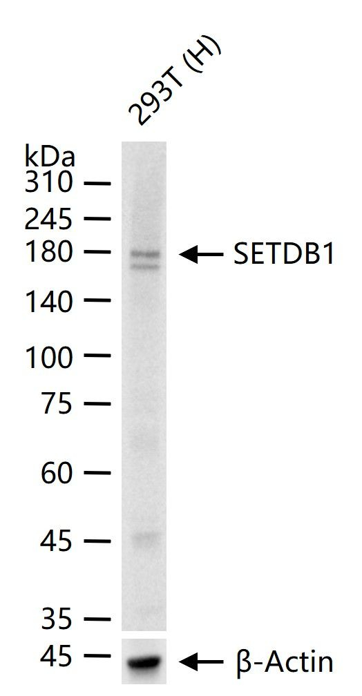 SETDB1 Antibody in Western Blot (WB)