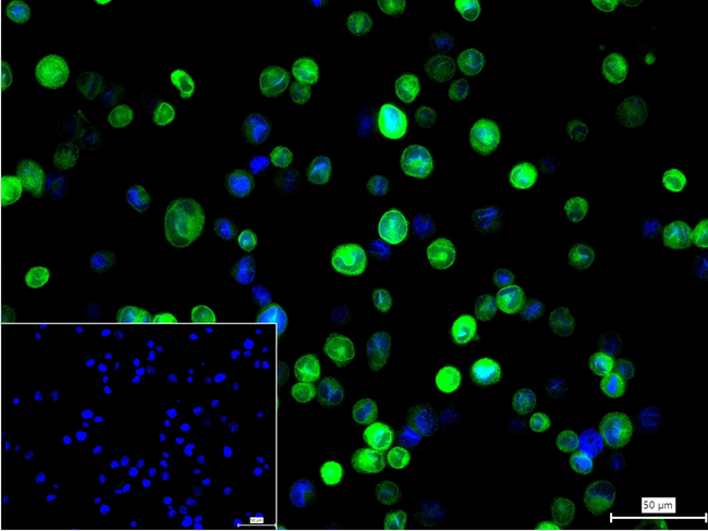 STING Antibody in Immunocytochemistry (ICC/IF)