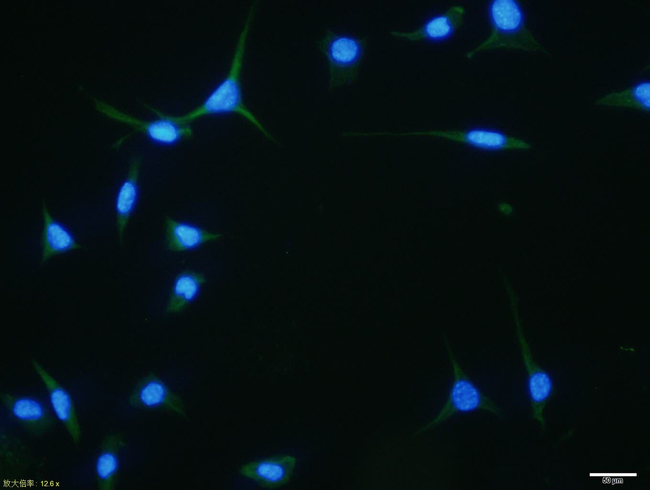 CNPase Antibody in Immunocytochemistry (ICC/IF)