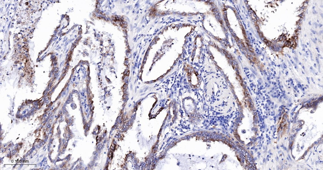 SCGN Antibody in Immunohistochemistry (Paraffin) (IHC (P))