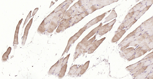 MFN1 Antibody in Immunohistochemistry (Paraffin) (IHC (P))