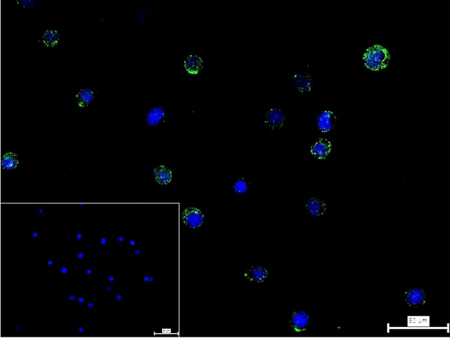 ADAM10 Antibody in Immunocytochemistry (ICC/IF)