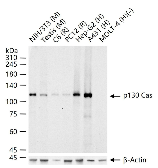 p130Cas Antibody in Western Blot (WB)