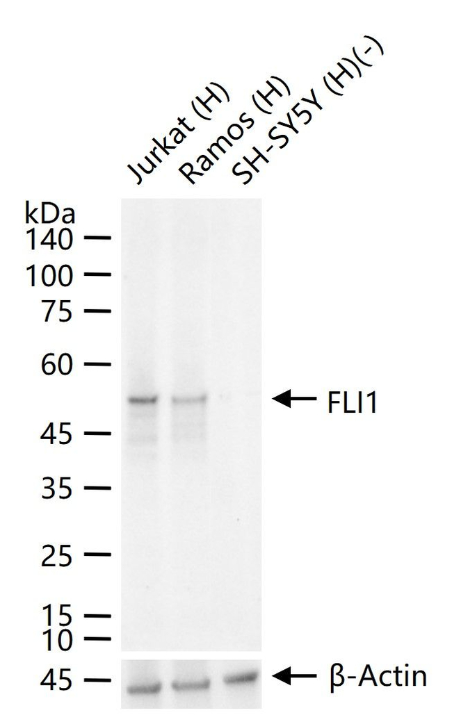 FLI1 Antibody in Western Blot (WB)