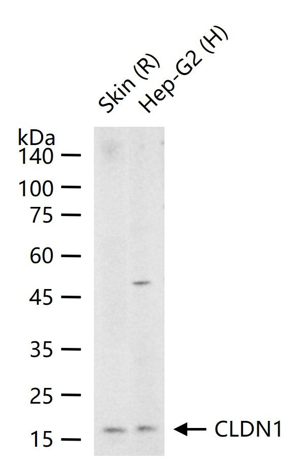 Claudin 1 Antibody in Western Blot (WB)