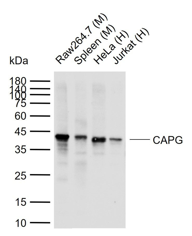 CAPG Antibody in Western Blot (WB)