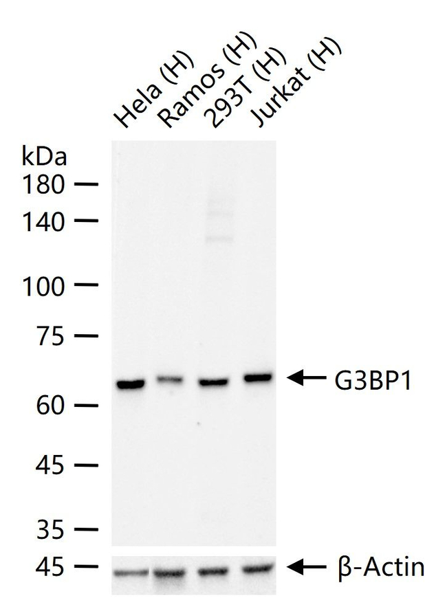 G3BP1 Antibody in Western Blot (WB)