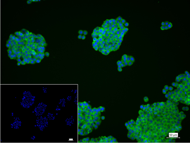 EEF1G Antibody in Immunocytochemistry (ICC/IF)