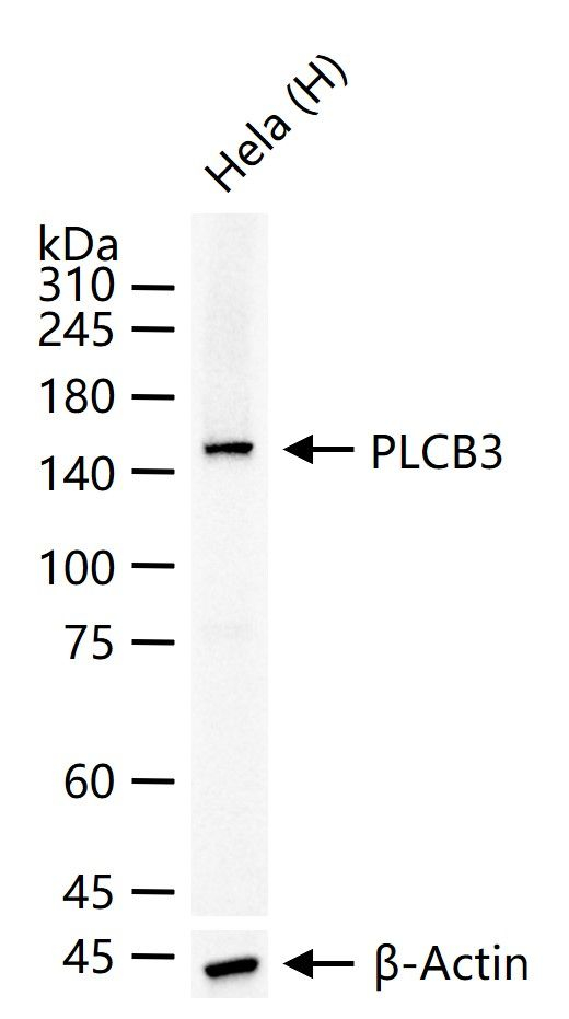 PLCB3 Antibody in Western Blot (WB)