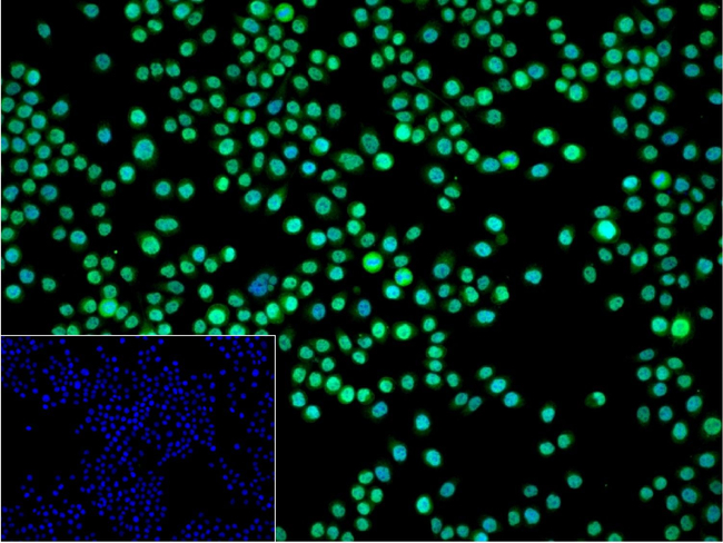 COPS3 Antibody in Immunocytochemistry (ICC/IF)