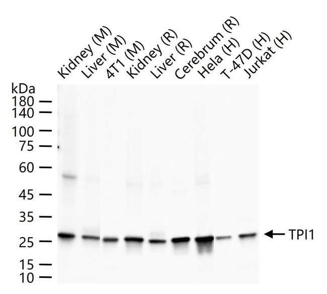 TPI1 Antibody in Western Blot (WB)