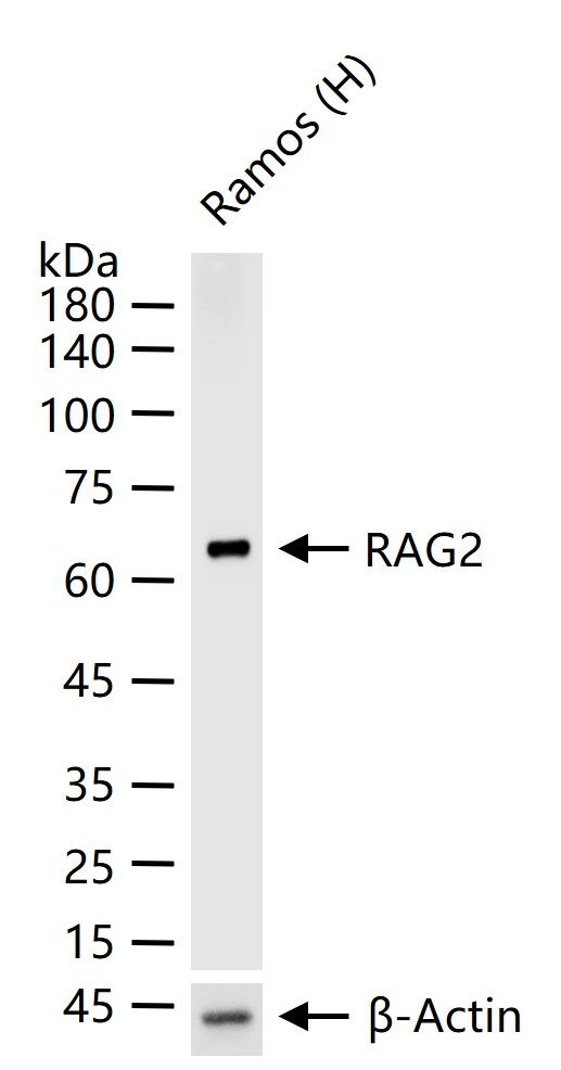 RAG2 Antibody in Western Blot (WB)