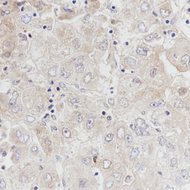 ALDH1L1 Antibody in Immunohistochemistry (Paraffin) (IHC (P))