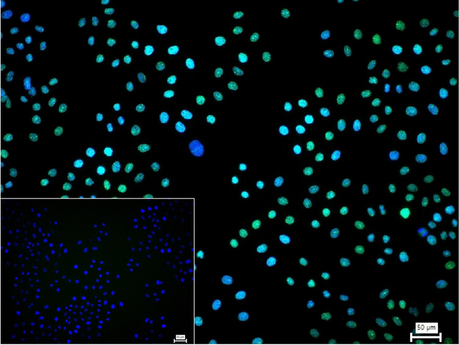 PTBP1 Antibody in Immunocytochemistry (ICC/IF)