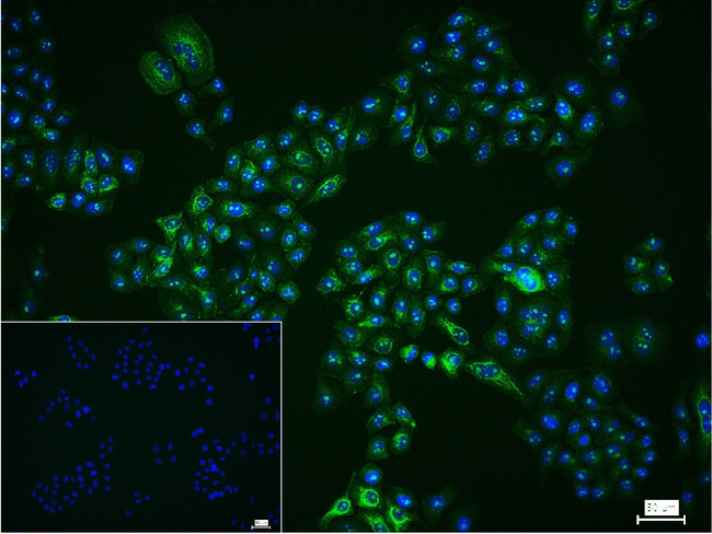 Fibrillarin Antibody in Immunocytochemistry (ICC/IF)