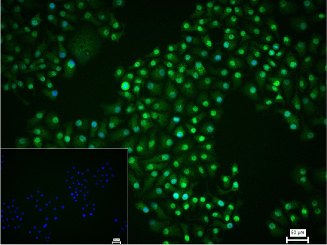 PSMA1 Antibody in Immunocytochemistry (ICC/IF)