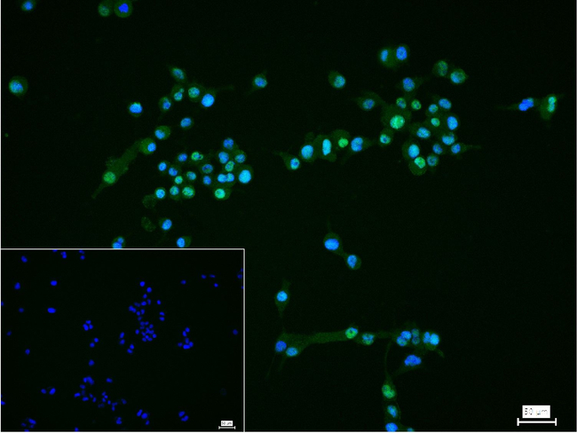 JMJD2B Antibody in Immunocytochemistry (ICC/IF)