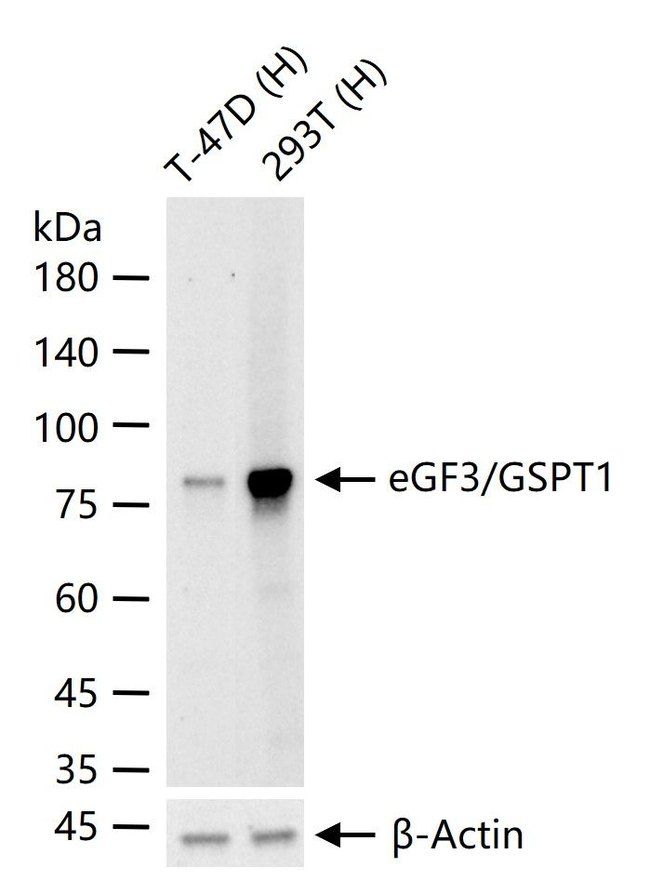 GSPT1 Antibody in Western Blot (WB)