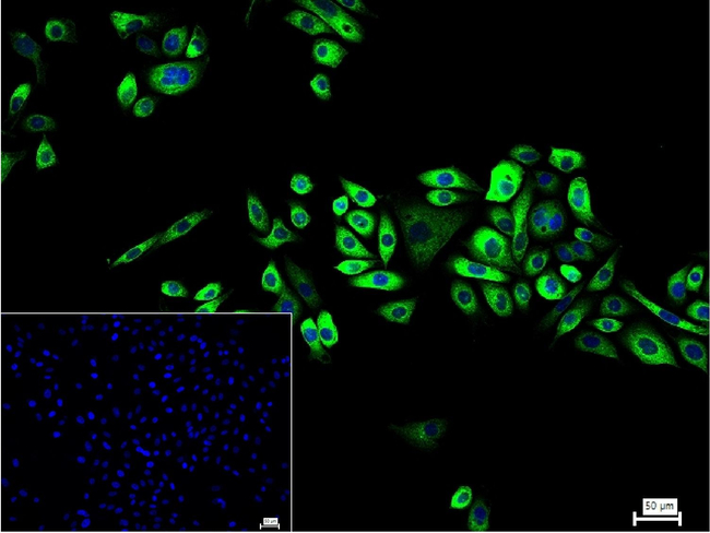 Paxillin Antibody in Immunocytochemistry (ICC/IF)