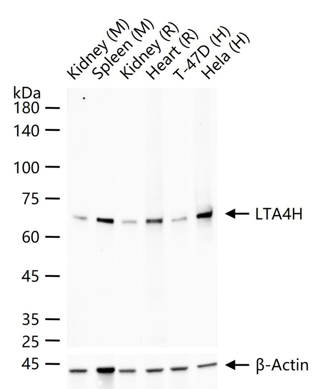 LTA4H Antibody in Western Blot (WB)