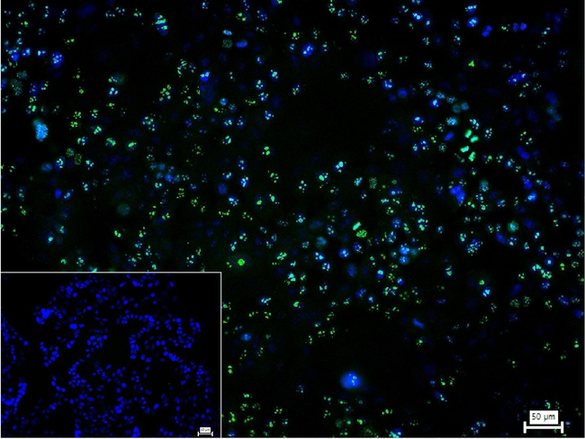 PAX9 Antibody in Immunocytochemistry (ICC/IF)