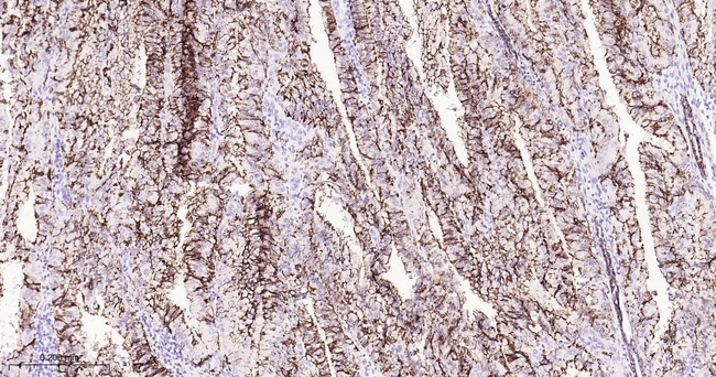 Claudin 7 Antibody in Immunohistochemistry (Paraffin) (IHC (P))