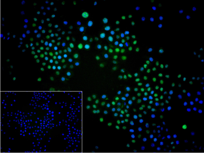 MCM3 Antibody in Immunocytochemistry (ICC/IF)