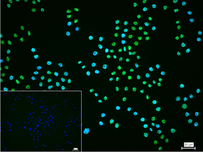 SF1 Antibody in Immunocytochemistry (ICC/IF)