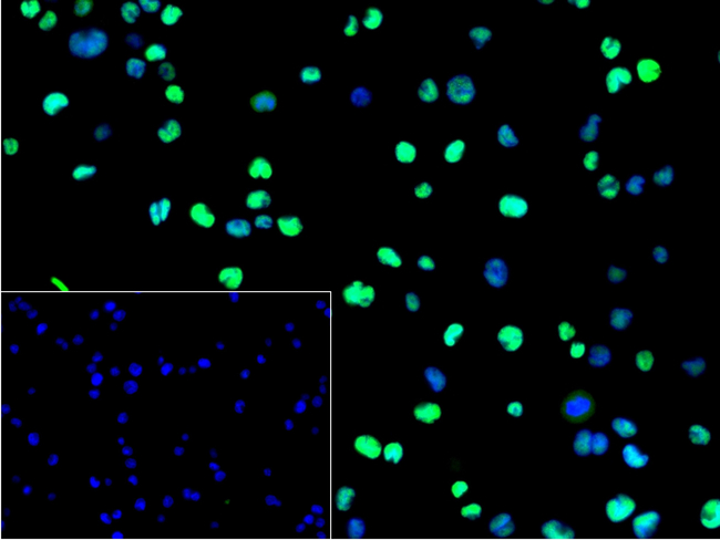 SATB1 Antibody in Immunocytochemistry (ICC/IF)